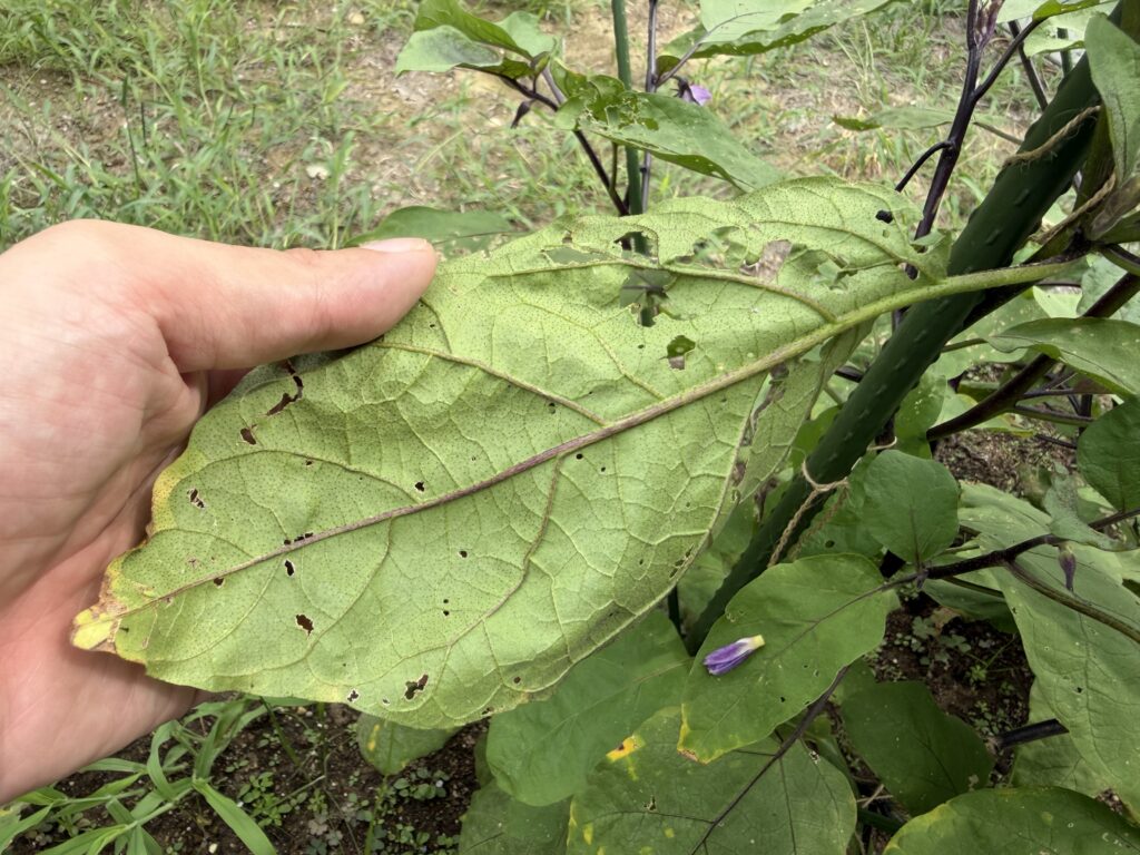食害跡が残るナスの葉を裏返して害虫の有無を確認した様子
