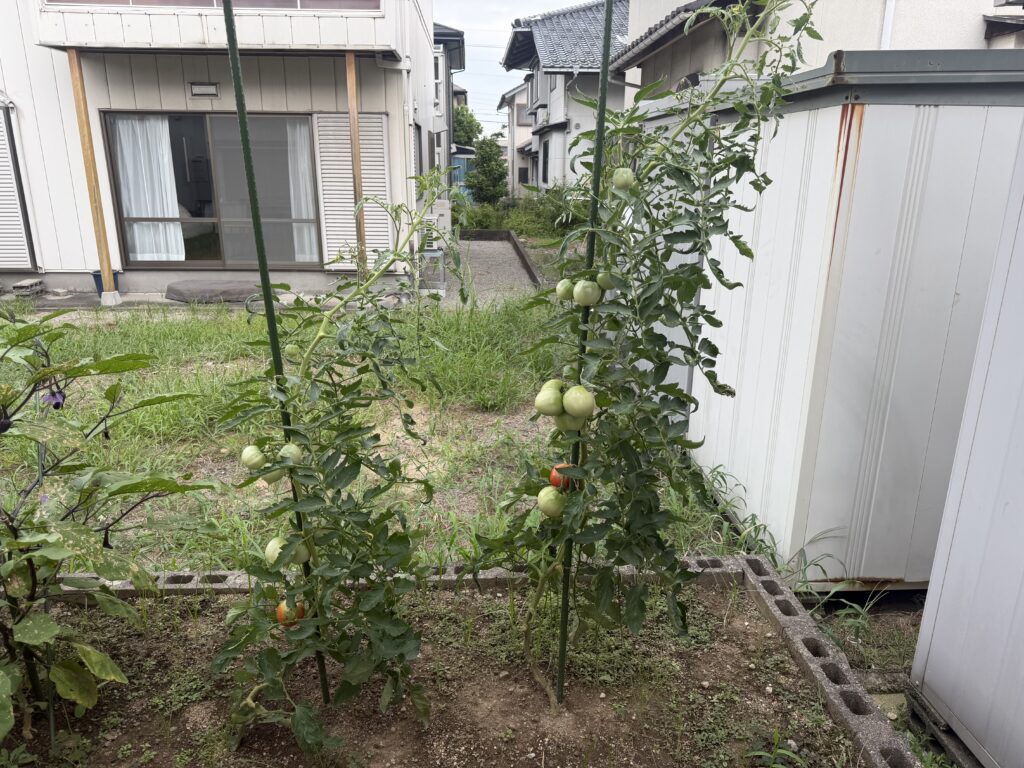 下葉を整理したあとも複数の実をつけて成長するトマト桃太郎2株