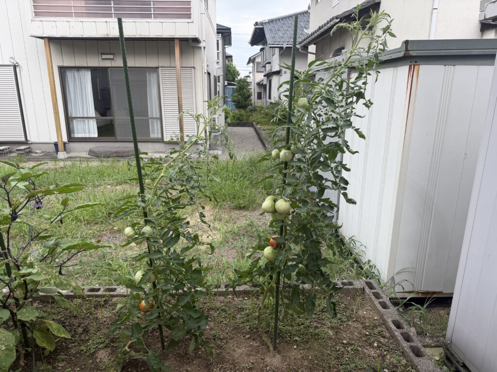  支柱に沿って伸びたトマト桃太郎2株に青い実と赤く色づいた実が多数ついている様子
