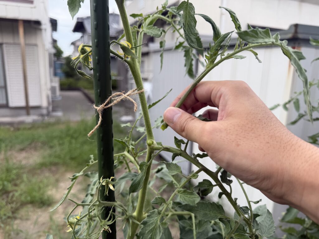  トマト桃太郎の上部で伸びたわき芽を手で持っている様子