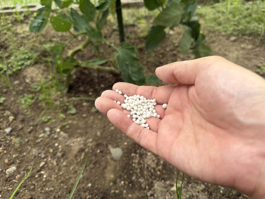 トマト桃太郎の3回目の追肥に使う白い粒状肥料を手のひらに載せた様子