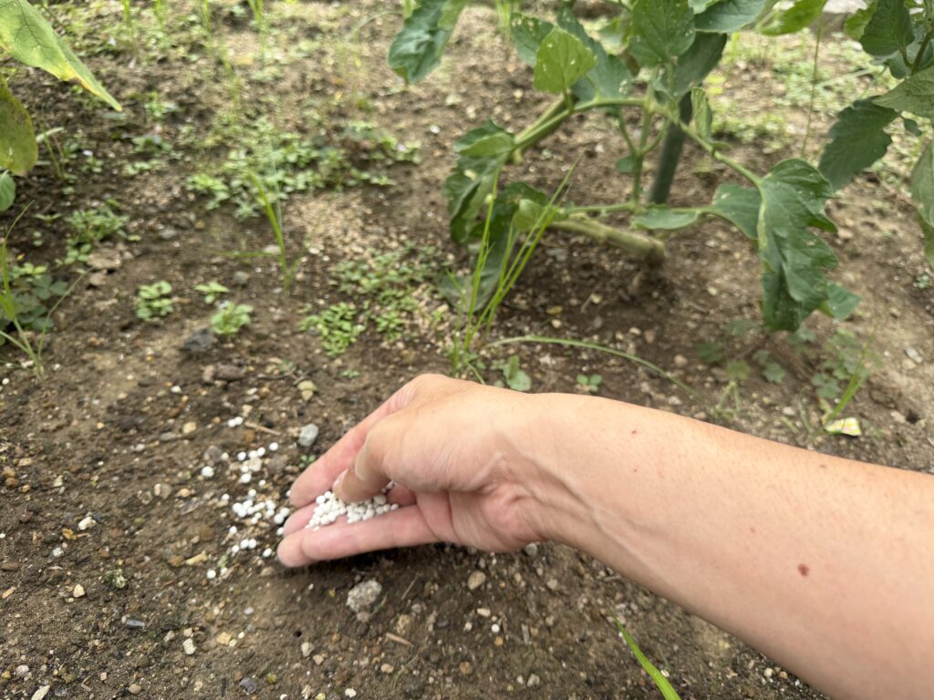  トマト桃太郎の株元から離れた土へ白い粒状肥料をまいている様子