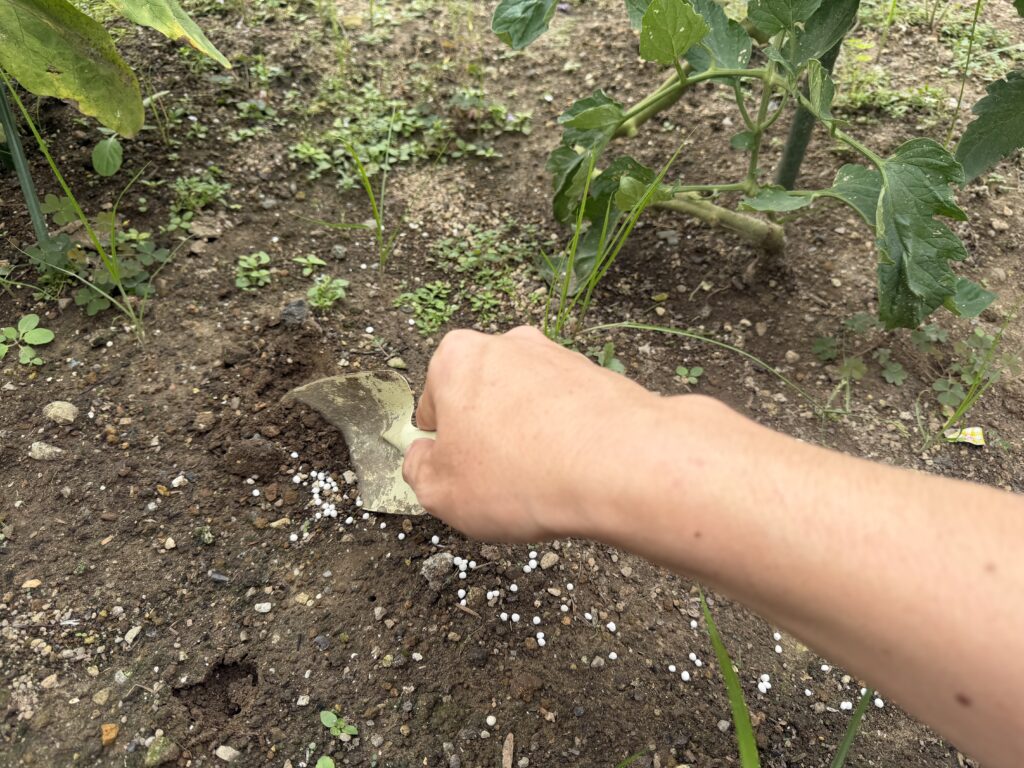  トマト桃太郎の周囲へまいた粒状肥料をシャベルで表面の土と混ぜている様子