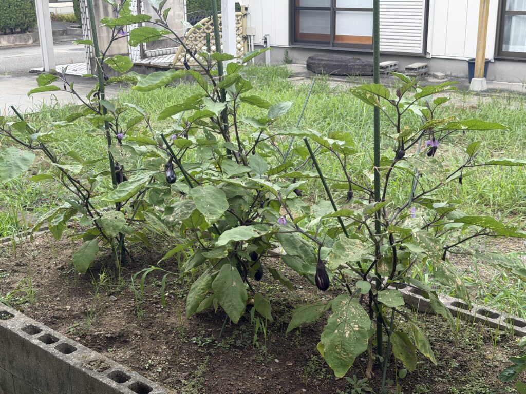 食害跡のある葉を残しながら花と幼果をつけているナス千両2号3株