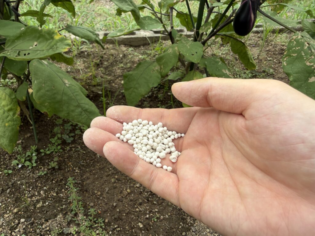 ナスの3回目の追肥として1株分の粒状肥料を手のひらに取った様子