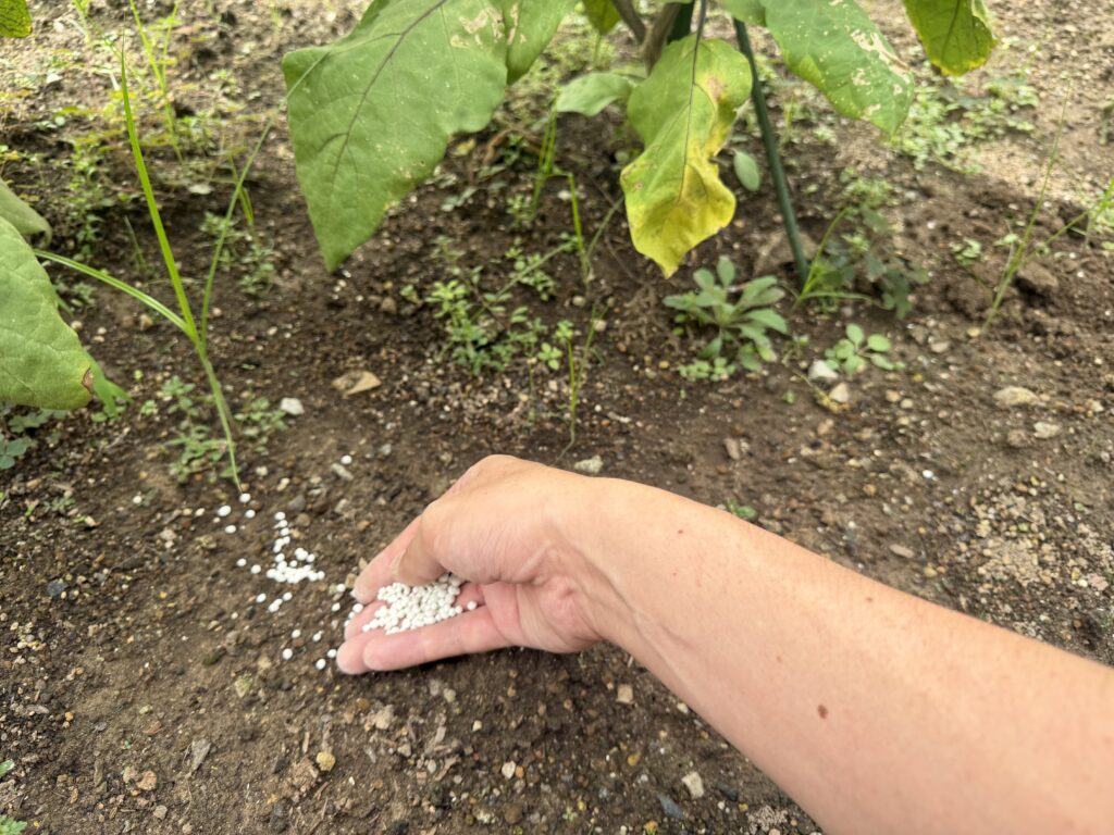 ナスの茎から離れた場所へ粒状肥料を広げてまいている様子