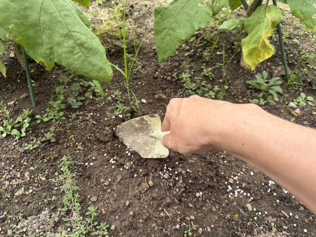 ナスの周囲へまいた粒状肥料をシャベルで表面の土となじませている様子
