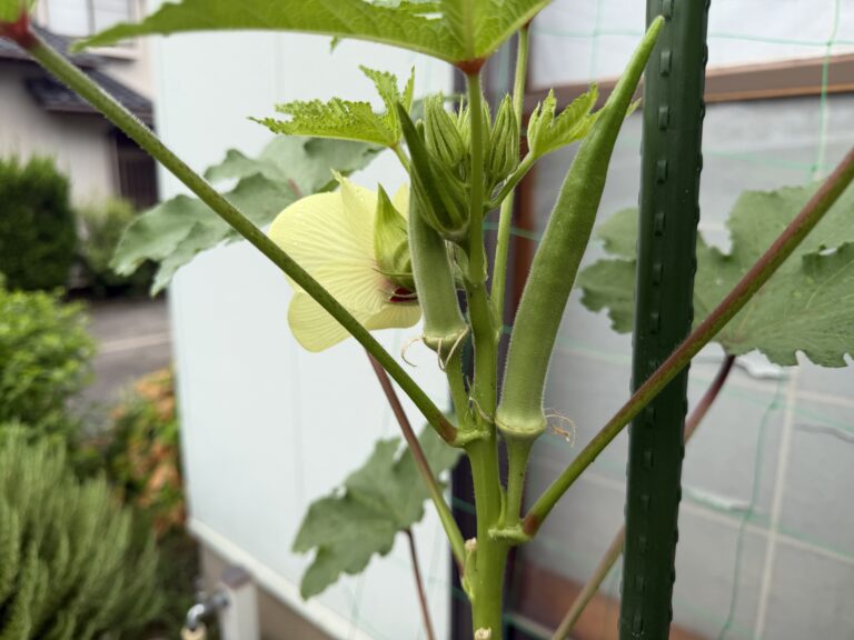 淡い黄色の花の横で2本の実と複数のつぼみが育つ丸オクラ