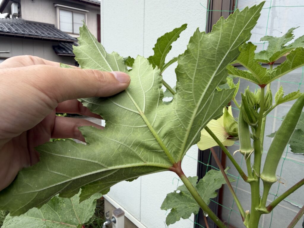 アブラムシが見当たらない丸オクラの大きな葉の裏側