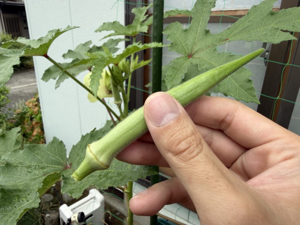 収穫した緑色の丸オクラを手に持った様子
