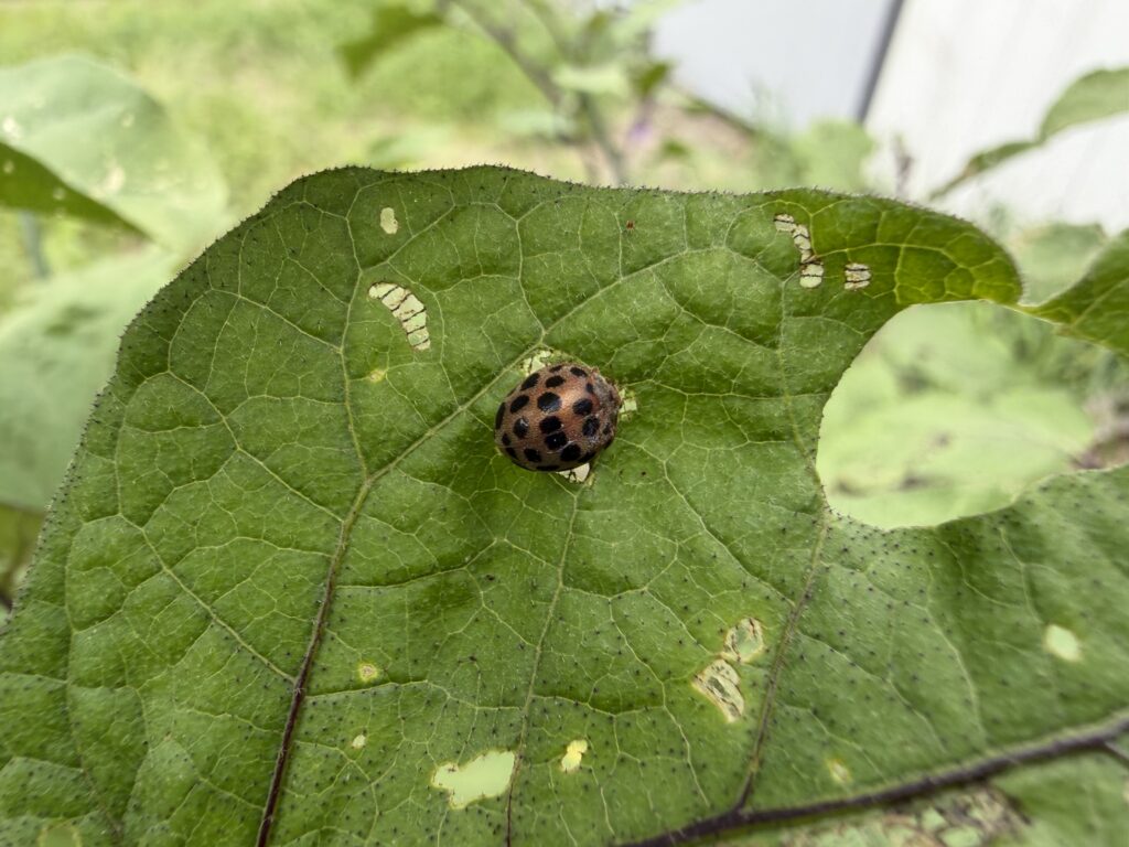 8月4日にナスの葉で見つけた黒い斑点が多数あるテントウムシダマシ類の成虫