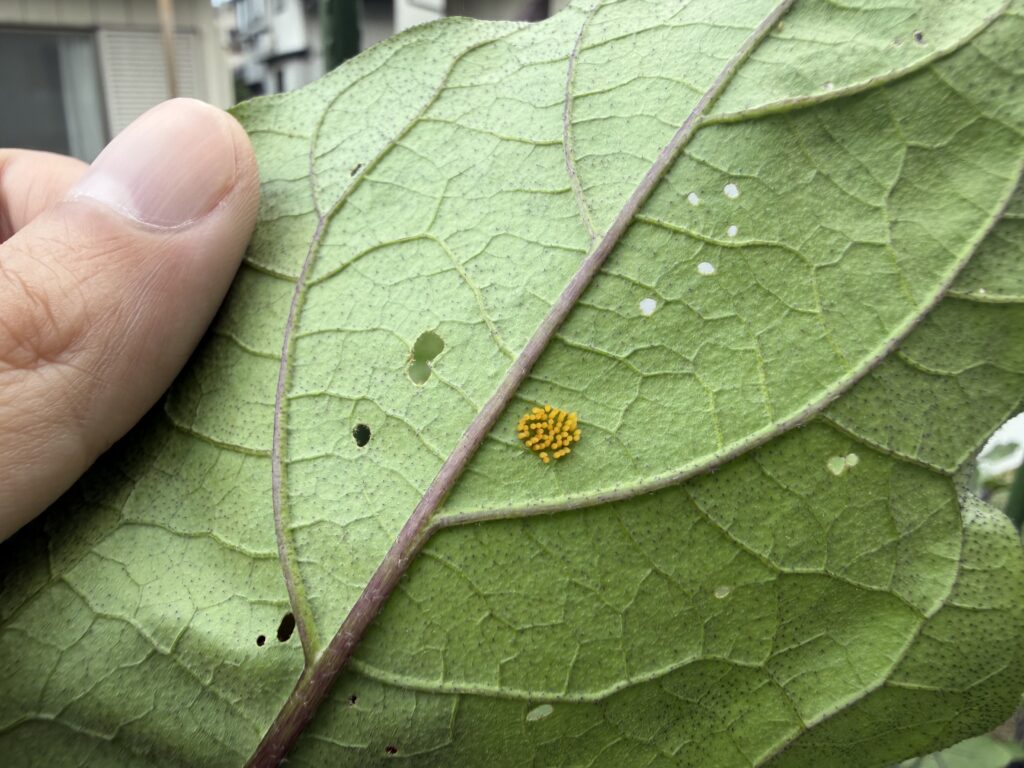 8月4日にナスの葉裏で見つけたテントウムシダマシ類と思われる黄色い卵塊