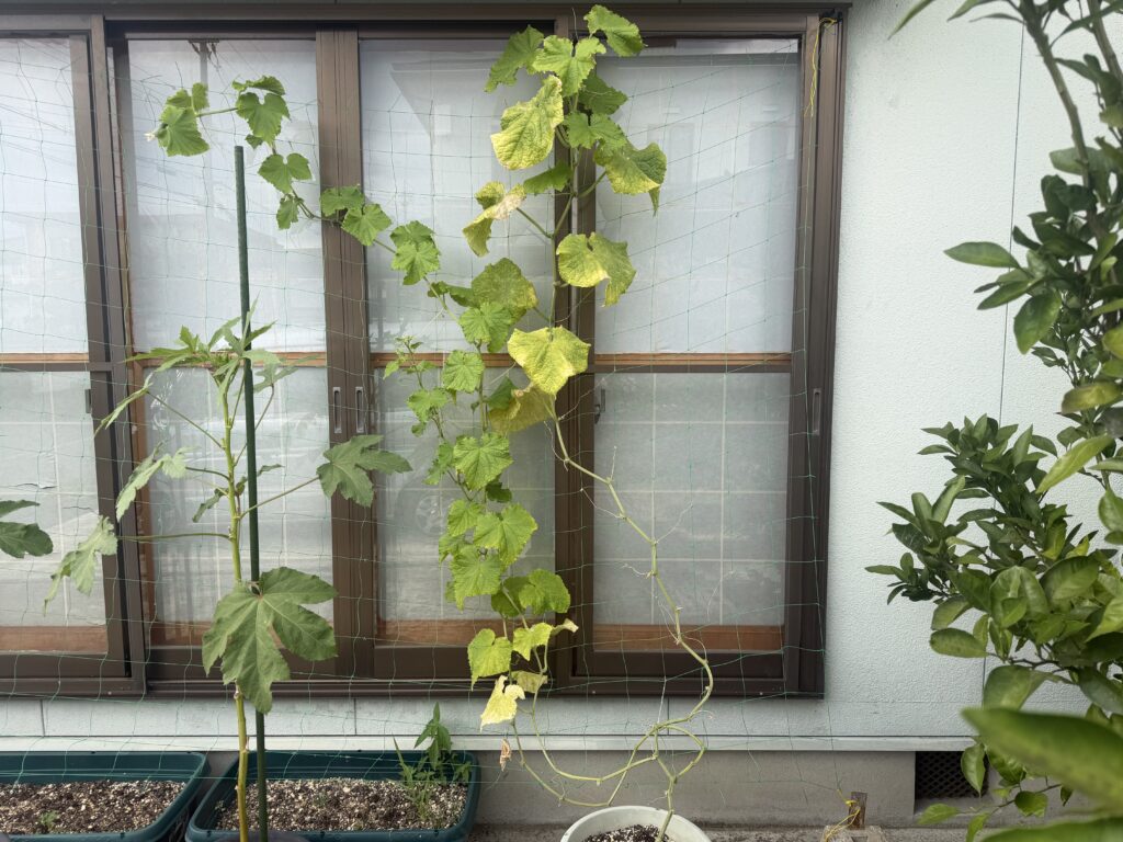 葉の黄化と枯れ込みが進んだプランター栽培のきゅうり夏すずみ