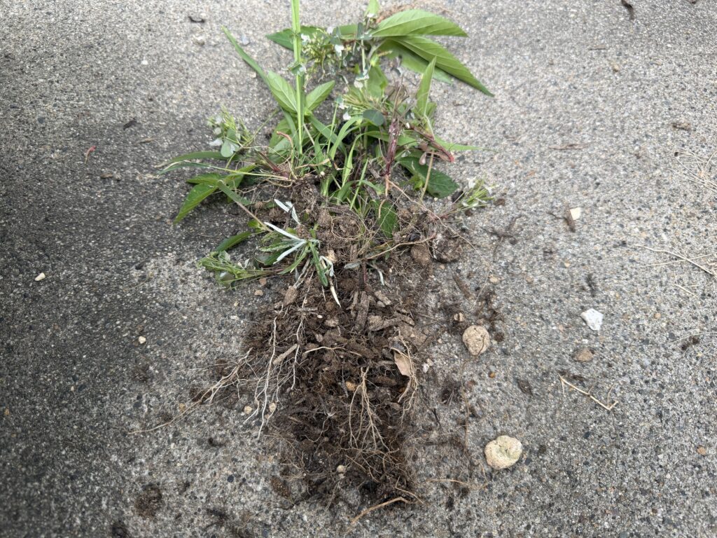 プランターから取り除いた雑草や細かな根