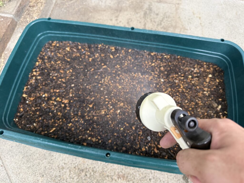 ピッコロの種まき後に細かな霧状の水をかける様子