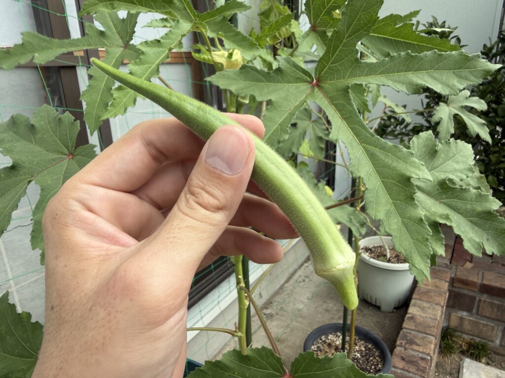 家庭菜園で育ったオクラを収穫する様子