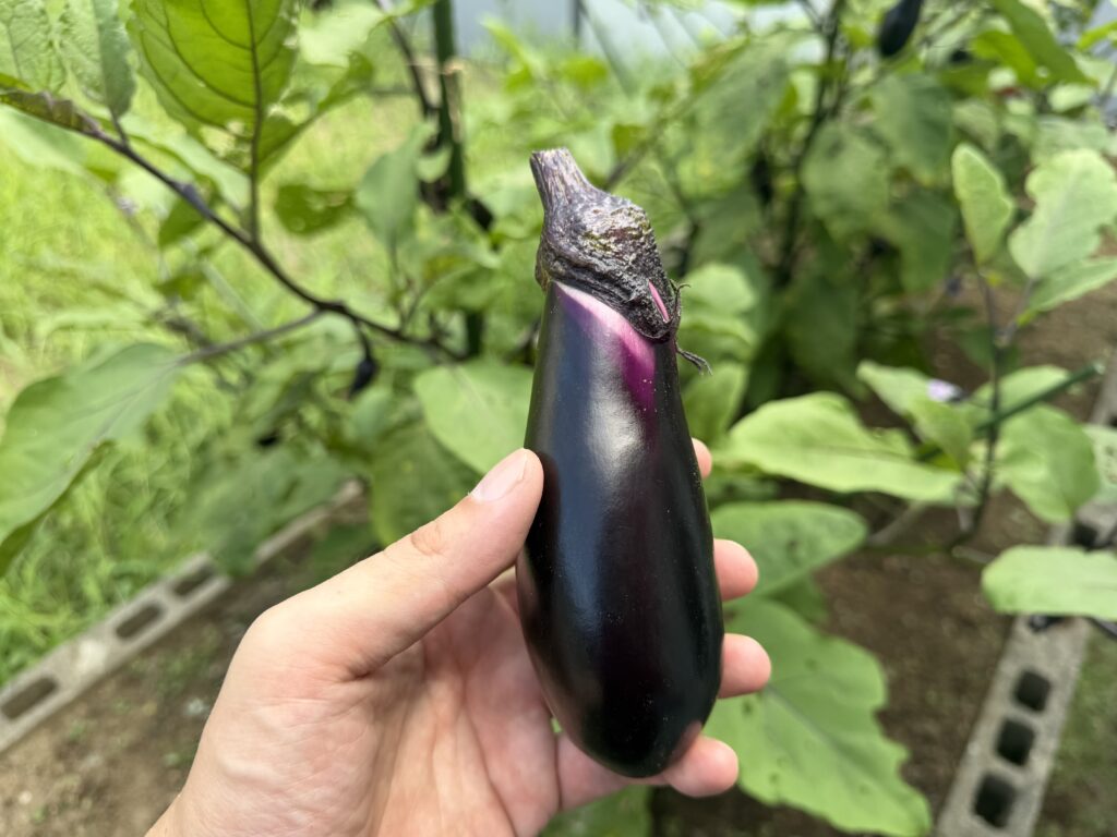 家庭菜園で収穫したナスを手に持つ様子