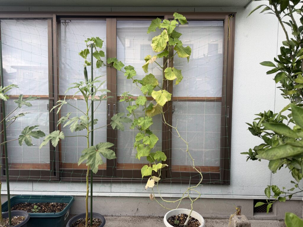 収穫前のきゅうりが付いている夏すずみ全体の様子