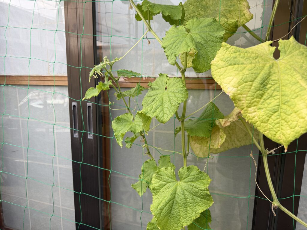 夏すずみに残る子づると黄色くなった大きな葉