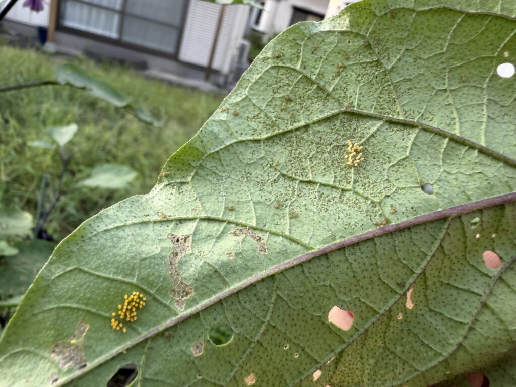8月10日にナスの葉裏で見つけた2か所の黄色い卵塊と周囲の食害跡
