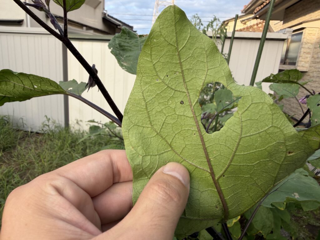 手で持ち上げたナスの葉を裏側から確認した大きな切り抜いたような穴