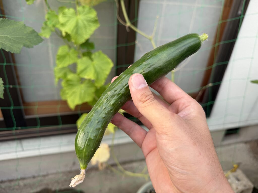プランター栽培の夏すずみから収穫した最後のきゅうり
