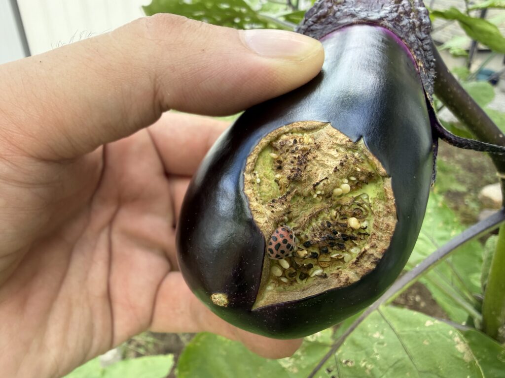 大きく傷んだナスの傷口についていたテントウムシダマシ類の成虫