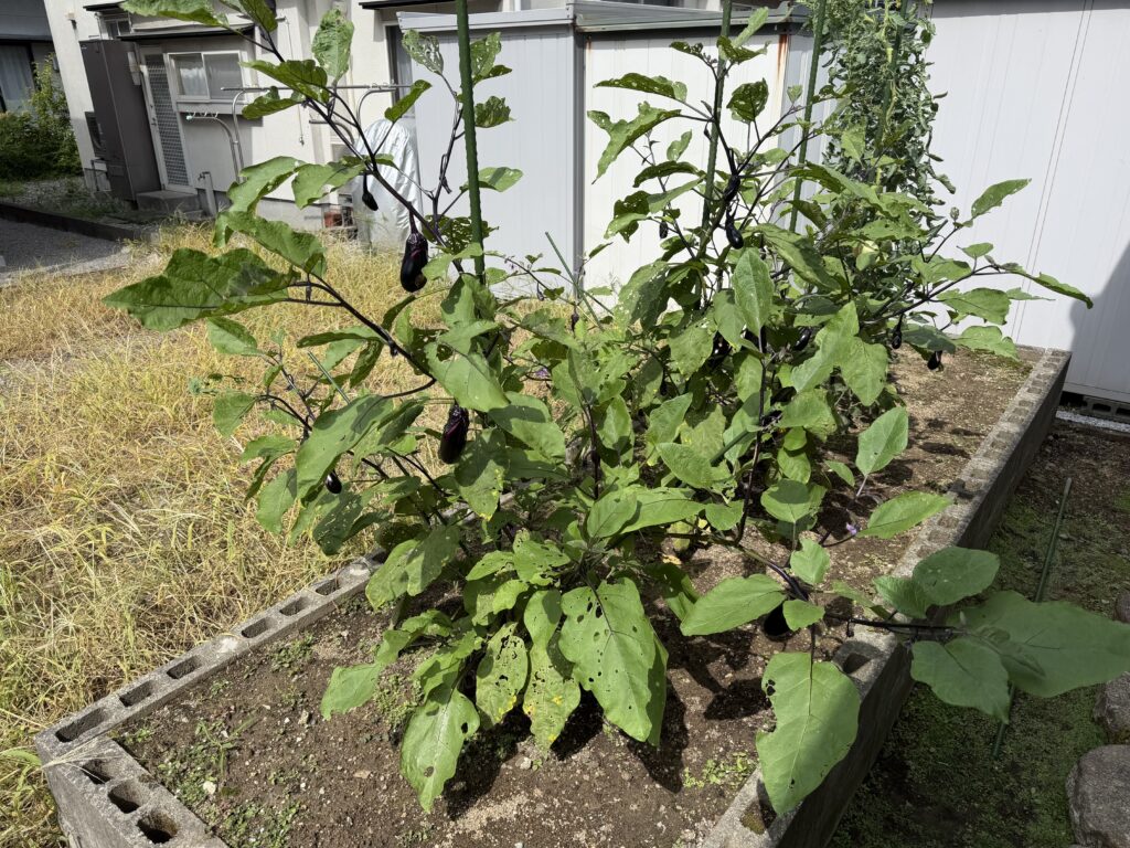 8月14日に収穫する前の実がたくさんついたナスの株