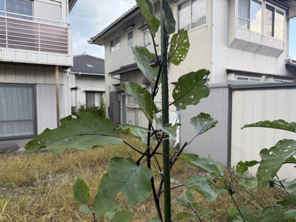 伸びた枝を支柱へ追加で誘引したナスの株