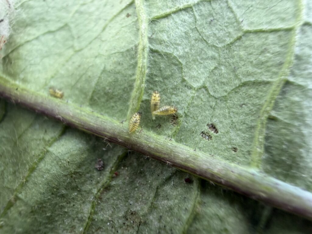 ナスの葉裏にいた黄色くトゲのあるテントウムシダマシ類の小さな幼虫