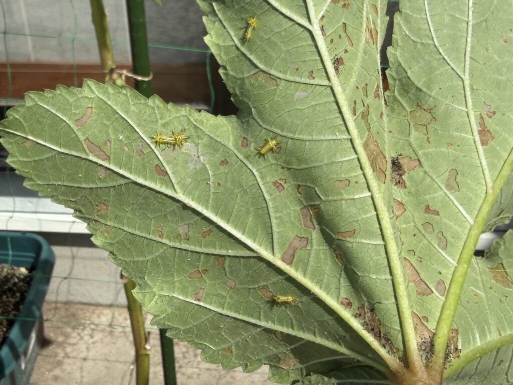 食害痕のある丸オクラの葉裏に複数集まる黄色いトゲのある幼虫