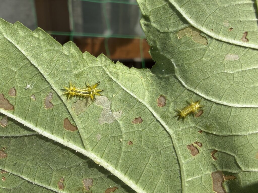 丸オクラの葉裏にいる黄色い体と放射状のトゲを持つ幼虫