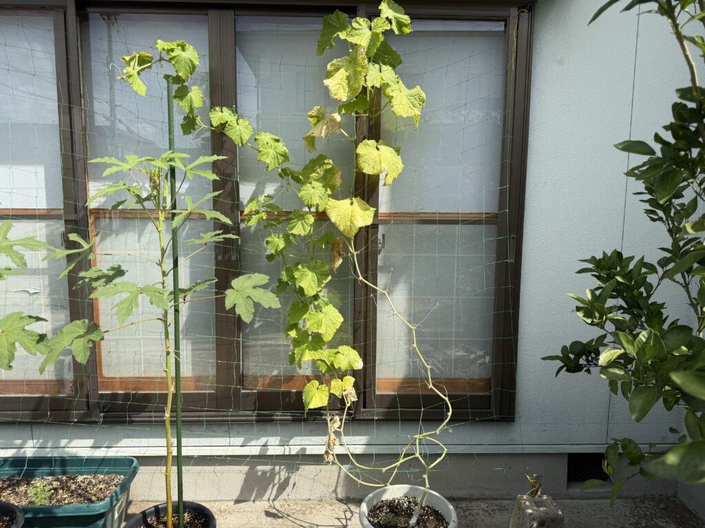 葉の黄化と枯れ込みがさらに進んだきゅうり夏すずみ全体