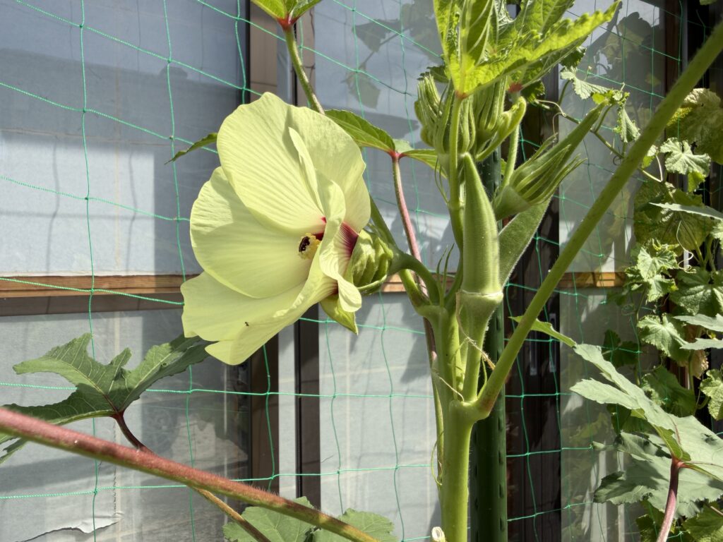 淡い黄色の丸オクラの花と周囲で育つ複数の実やつぼみ