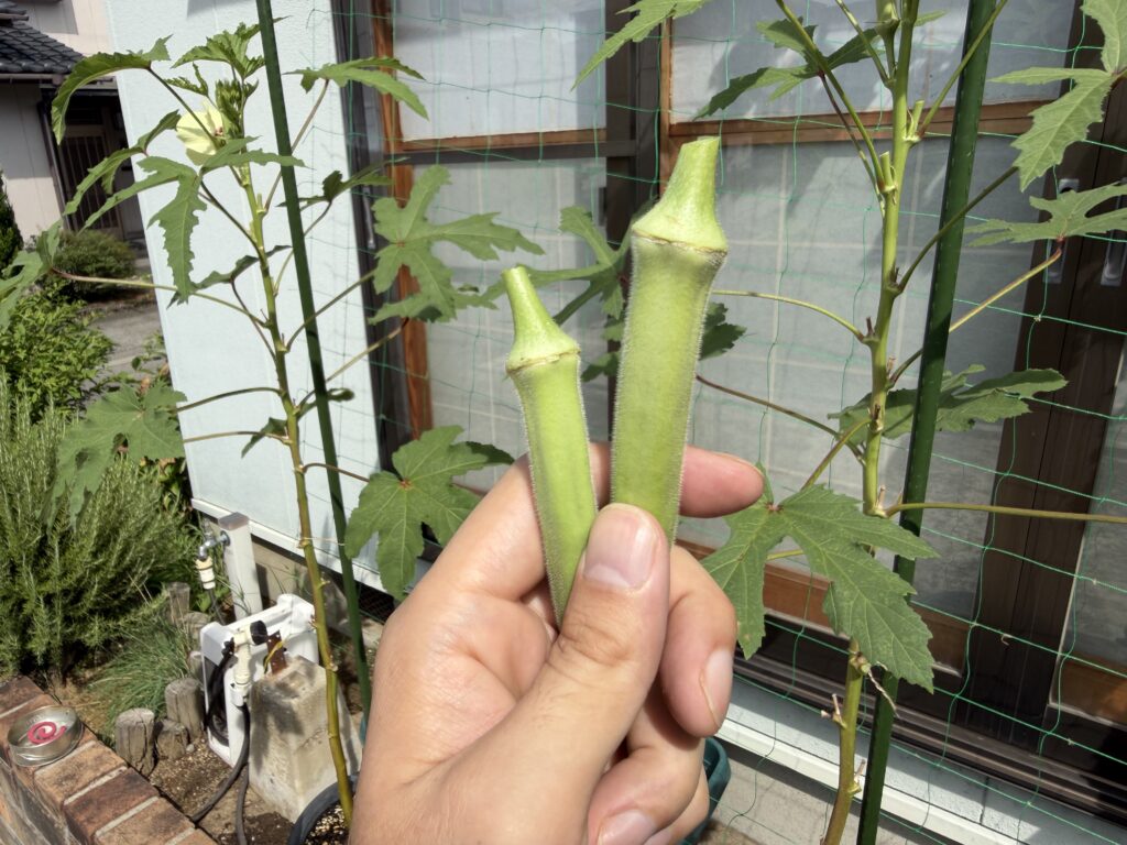 8月15日に収穫した大きさの異なる丸オクラ2本を手に持った様子
