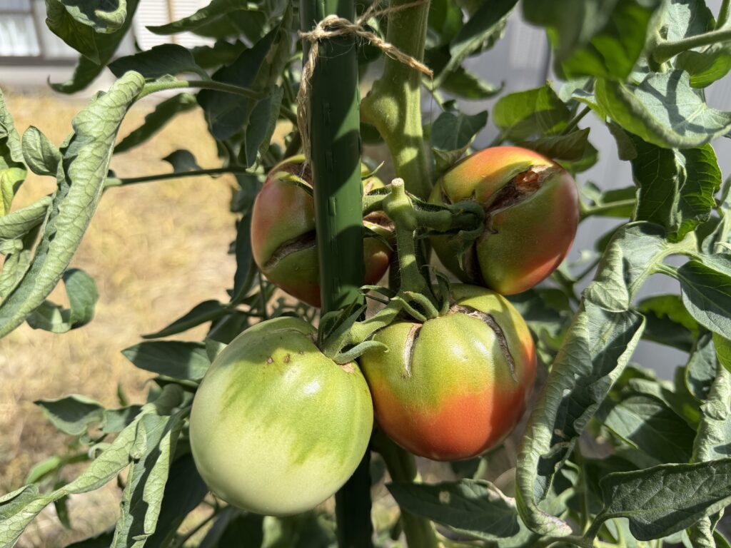 大雨のあとにへたの周囲や側面が大きく割れたトマト桃太郎の実