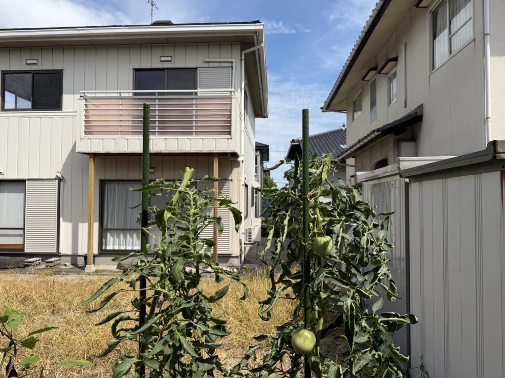 支柱を超えていた主茎の先端を切り、摘芯を終えたトマト桃太郎2株