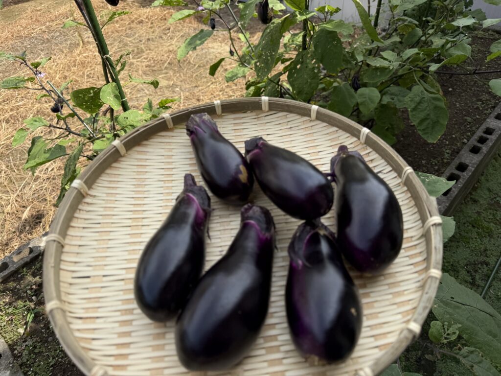 8月22日に収穫した6本のナス