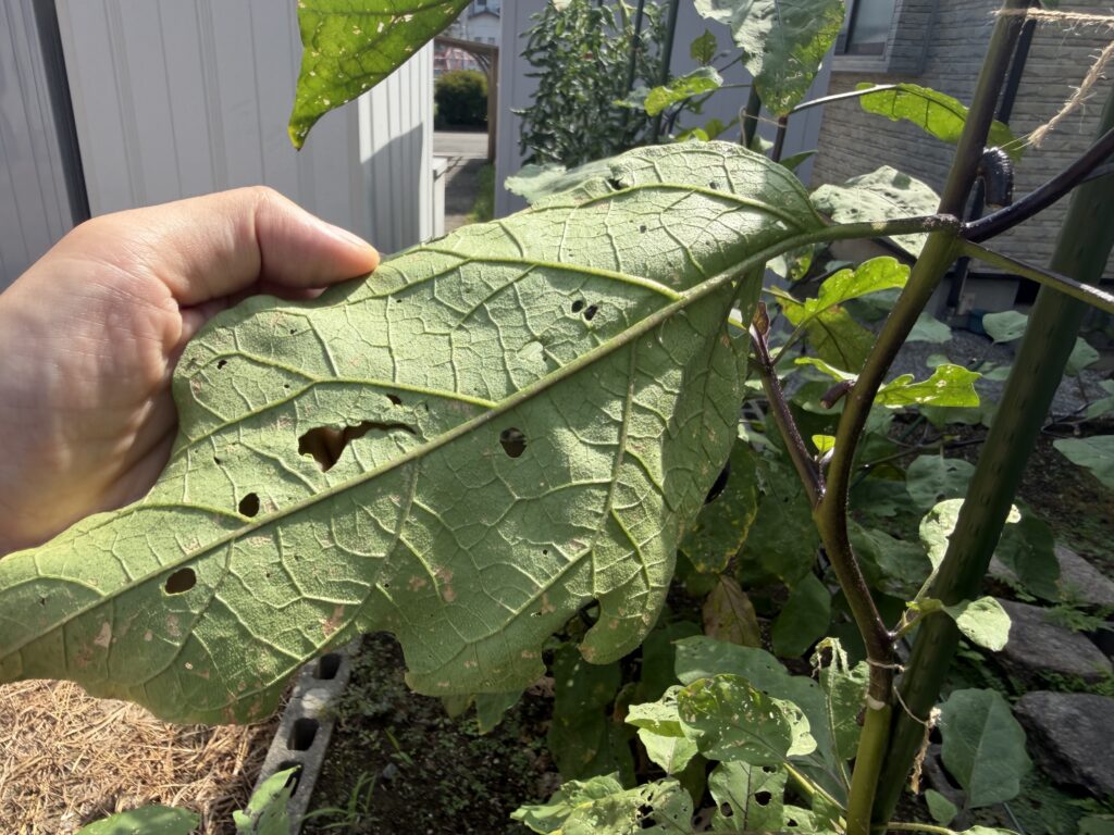 害虫がいないか確認しているナスの葉の裏側