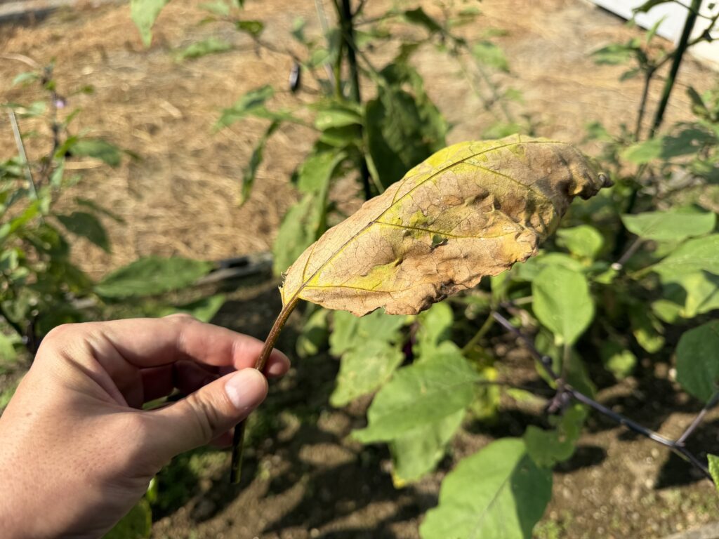 黄色く変色して茶色く枯れたナスの葉