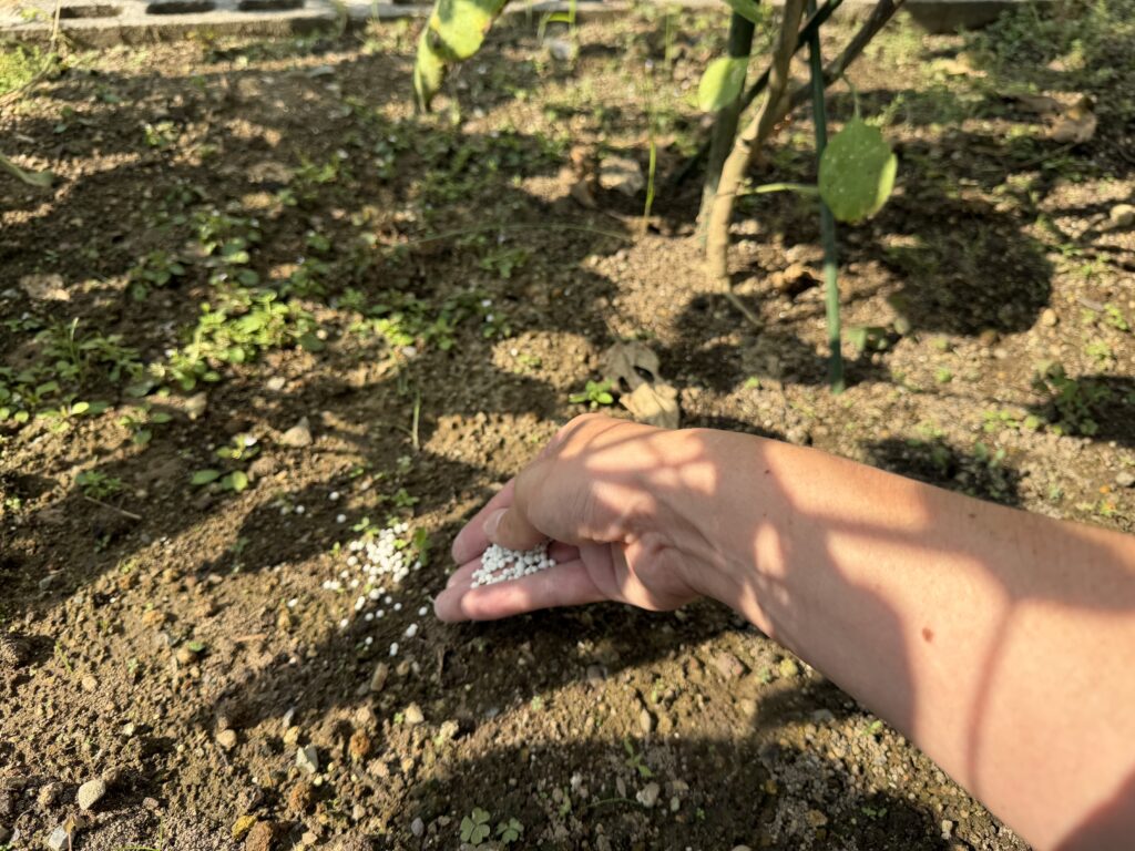 ナスの株元から少し離れた土に粒状肥料をまいている様子