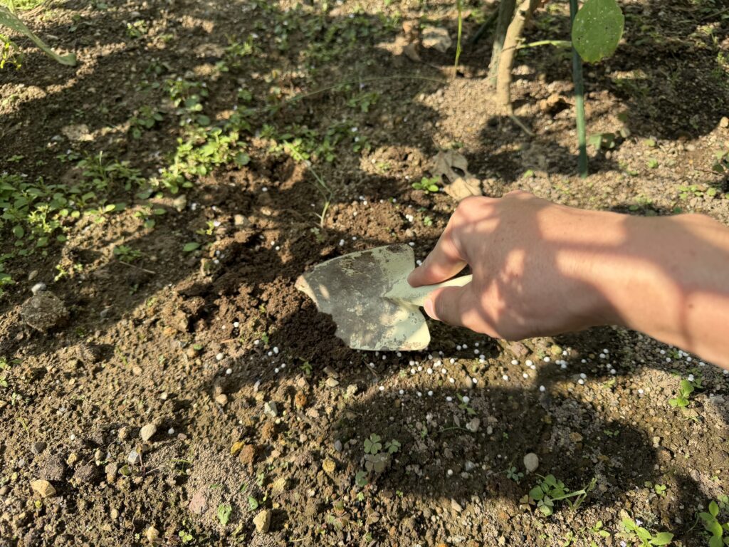 まいた粒状肥料をシャベルで土となじませている様子