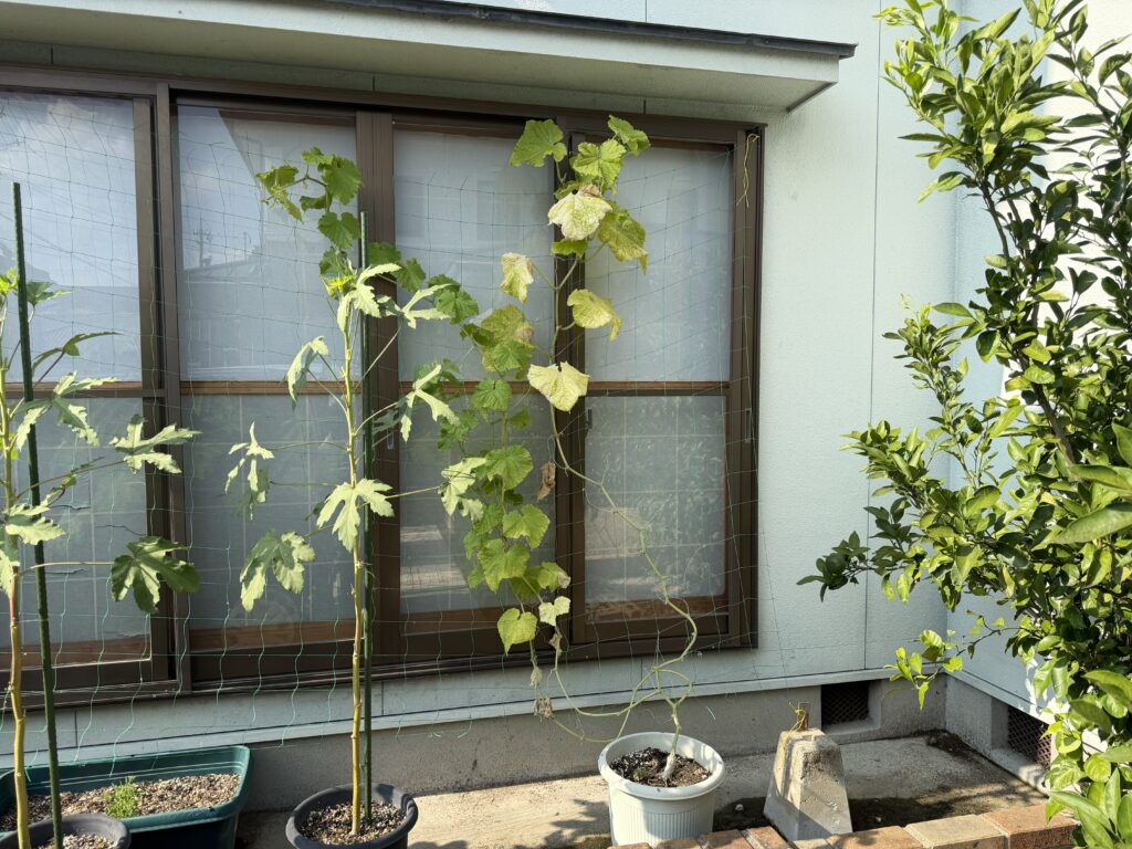片付ける直前のプランター栽培のきゅうり夏すずみ