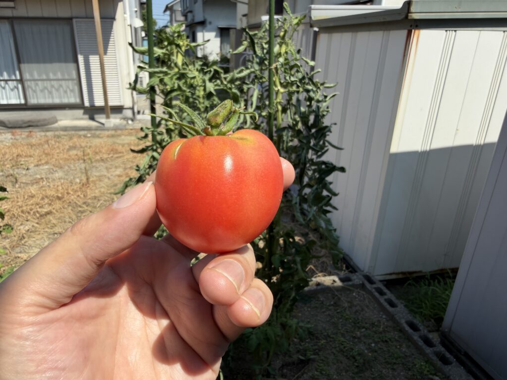 右株に残っていた最後のトマト桃太郎を1個収穫した様子