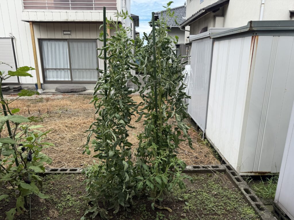 最後の収穫を終え、撤去前の状態になったトマト桃太郎2株
