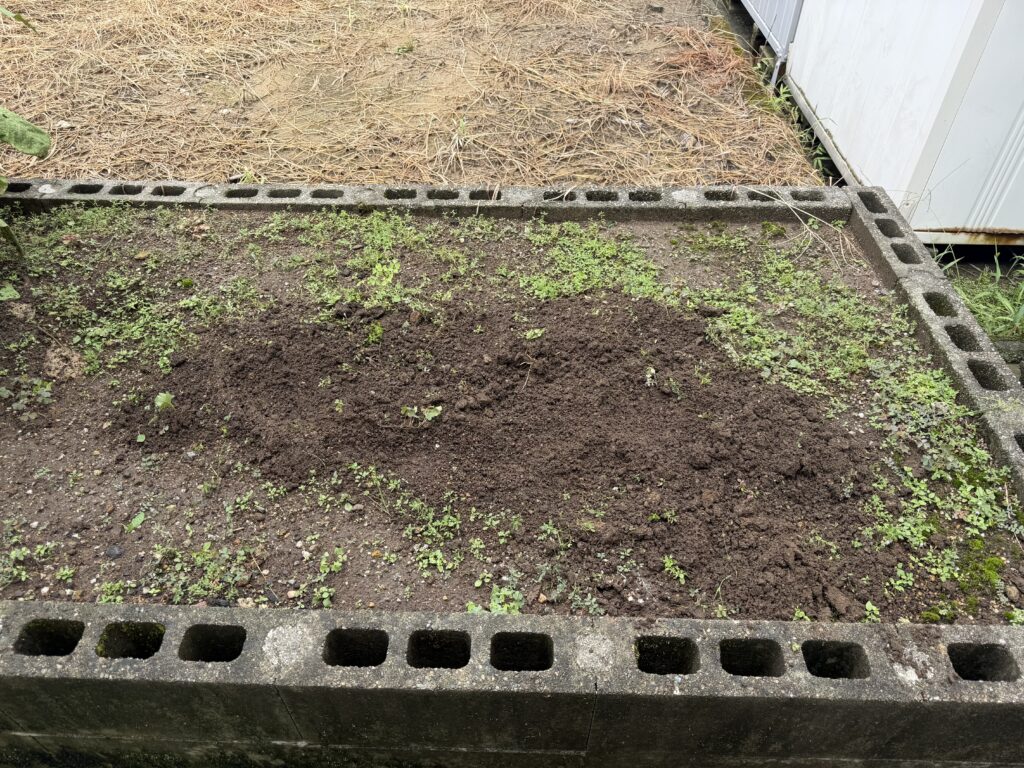 トマト桃太郎2株を撤去し、根を抜いた部分へ土を戻した畑