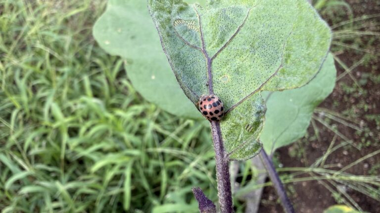 ナスの葉で再び見つけた黒い斑点が多数あるテントウムシダマシ類の成虫