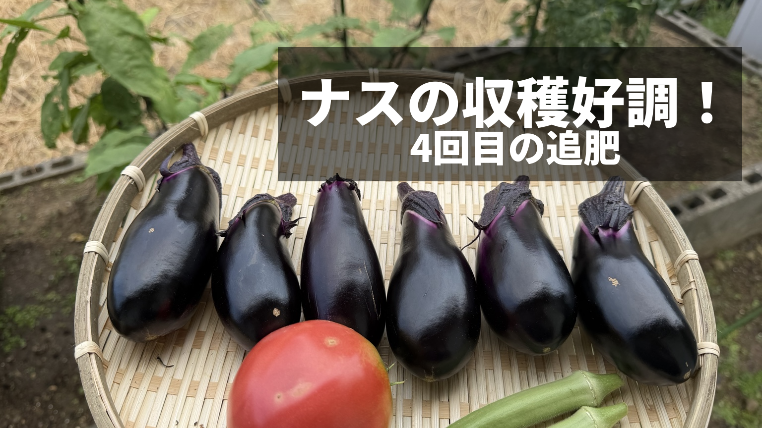 ざるに並べた収穫したナス6本とトマト1個、オクラ2本