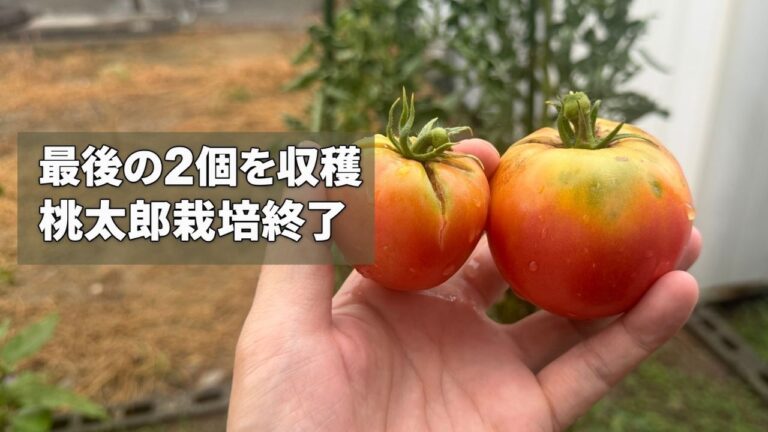 最後に収穫したトマト桃太郎2個を手に持っている様子