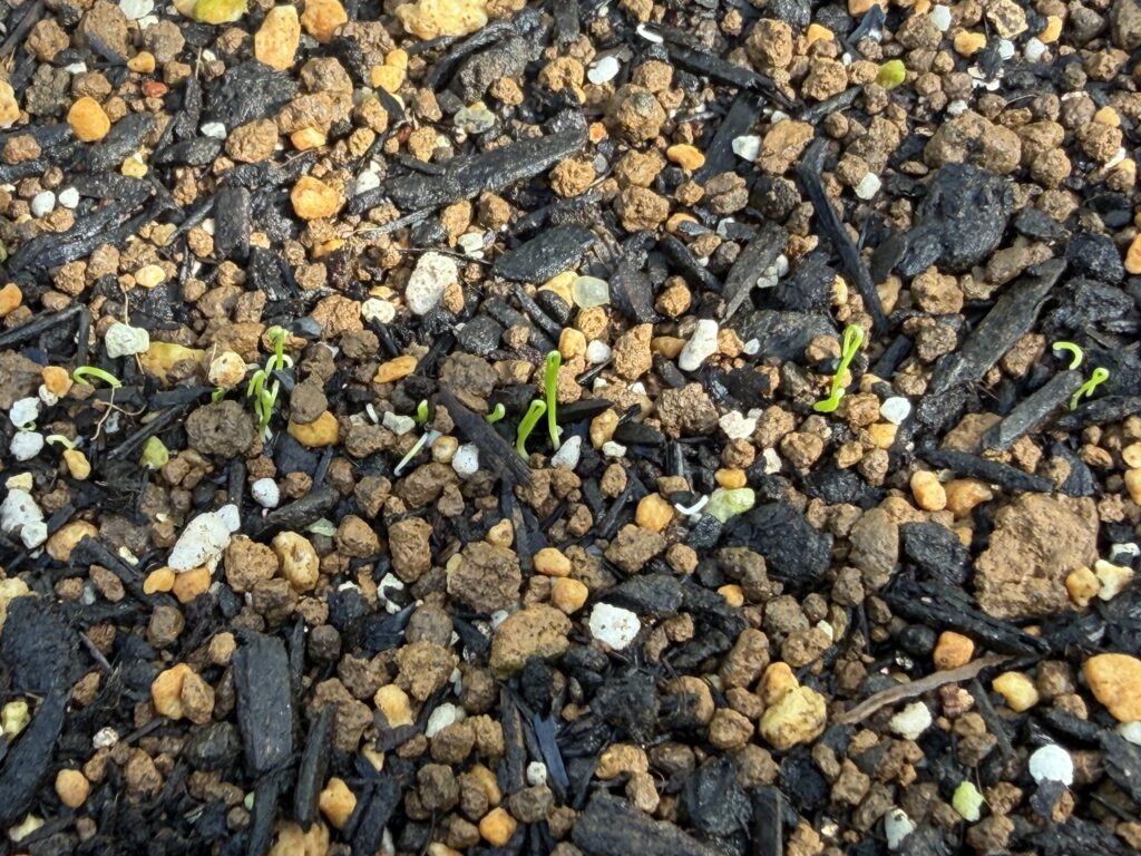 ループ状に折れ曲がって土から出てきた葉ネギ京千緑の芽